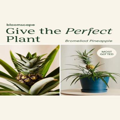 layout collage ad template — Bloomscape